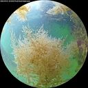 ./images/calvert/underwater/20260901/underwater20260901_101001M.jpg