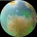 ./images/calvert/underwater/20260901/underwater20260901_101502M.jpg
