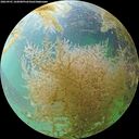 ./images/calvert/underwater/20260901/underwater20260901_102001M.jpg