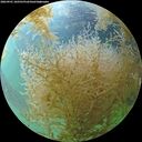 ./images/calvert/underwater/20260901/underwater20260901_102502M.jpg