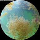 ./images/calvert/underwater/20260901/underwater20260901_103502M.jpg