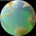 ./images/calvert/underwater/20260901/underwater20260901_114502M.jpg