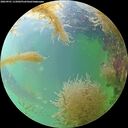 ./images/calvert/underwater/20260901/underwater20260901_115002M.jpg