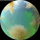 ./images/calvert/underwater/20260901/underwater20260901_120001M.jpg