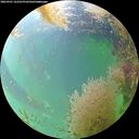 ./images/calvert/underwater/20260901/underwater20260901_122501M.jpg
