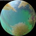 ./images/calvert/underwater/20260901/underwater20260901_143502M.jpg