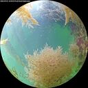 ./images/calvert/underwater/20260901/underwater20260901_144501M.jpg