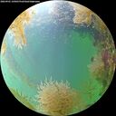 ./images/calvert/underwater/20260901/underwater20260901_145001M.jpg