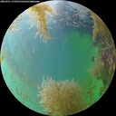 ./images/calvert/underwater/20260901/underwater20260901_173501M.jpg