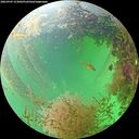 ./images/calvert/underwater/20260903/underwater20260903_153001M.jpg