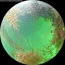./images/calvert/underwater/20260903/underwater20260903_153501M.jpg