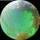 ./images/calvert/underwater/20260903/underwater20260903_155001M.jpg