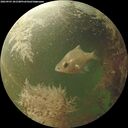 ./images/calvert/underwater/20260903/underwater20260903_181501M.jpg