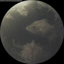 ./images/calvert/underwater/20260903/underwater20260903_202501M.jpg