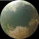 ./images/calvert/underwater/20260904/underwater20260904_074502M.jpg