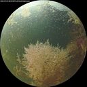 ./images/calvert/underwater/20260904/underwater20260904_080501M.jpg
