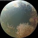 ./images/calvert/underwater/20260904/underwater20260904_082001M.jpg