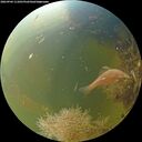 ./images/calvert/underwater/20260904/underwater20260904_111001M.jpg