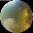 ./images/calvert/underwater/20260904/underwater20260904_134501M.jpg