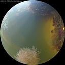 ./images/calvert/underwater/20260904/underwater20260904_170501M.jpg