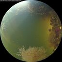 ./images/calvert/underwater/20260904/underwater20260904_171001M.jpg