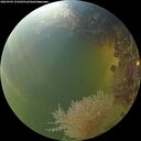 ./images/calvert/underwater/20260904/underwater20260904_172501M.jpg