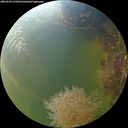./images/calvert/underwater/20260904/underwater20260904_174501M.jpg