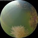 ./images/calvert/underwater/20260904/underwater20260904_175001M.jpg