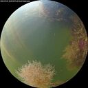 ./images/calvert/underwater/20260904/underwater20260904_180502M.jpg