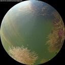 ./images/calvert/underwater/20260904/underwater20260904_181001M.jpg
