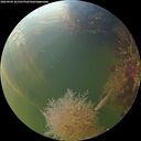 ./images/calvert/underwater/20260904/underwater20260904_181501M.jpg