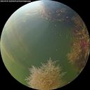 ./images/calvert/underwater/20260904/underwater20260904_182001M.jpg