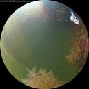 ./images/calvert/underwater/20260904/underwater20260904_182501M.jpg