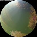 ./images/calvert/underwater/20260904/underwater20260904_183001M.jpg