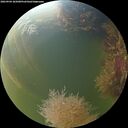 ./images/calvert/underwater/20260904/underwater20260904_185001M.jpg