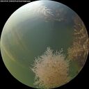 ./images/calvert/underwater/20260904/underwater20260904_190001M.jpg