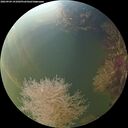 ./images/calvert/underwater/20260904/underwater20260904_191001M.jpg