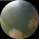 ./images/calvert/underwater/20260904/underwater20260904_191501M.jpg