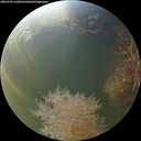 ./images/calvert/underwater/20260904/underwater20260904_192001M.jpg