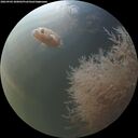 ./images/calvert/underwater/20260904/underwater20260904_200002M.jpg