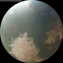 ./images/calvert/underwater/20260905/underwater20260905_072501M.jpg
