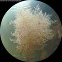 ./images/calvert/underwater/20260905/underwater20260905_073501M.jpg