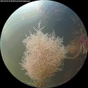 ./images/calvert/underwater/20260905/underwater20260905_074001M.jpg