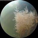 ./images/calvert/underwater/20260905/underwater20260905_074501M.jpg