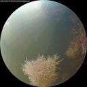 ./images/calvert/underwater/20260905/underwater20260905_075001M.jpg