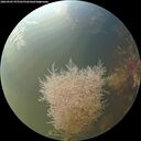 ./images/calvert/underwater/20260905/underwater20260905_075501M.jpg