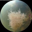./images/calvert/underwater/20260905/underwater20260905_080001M.jpg