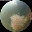 ./images/calvert/underwater/20260905/underwater20260905_080501M.jpg