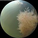 ./images/calvert/underwater/20260905/underwater20260905_081002M.jpg