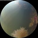 ./images/calvert/underwater/20260905/underwater20260905_083001M.jpg